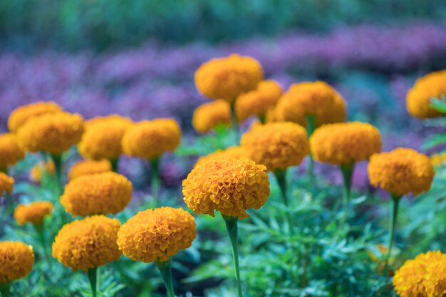 Photo marigold flower in field