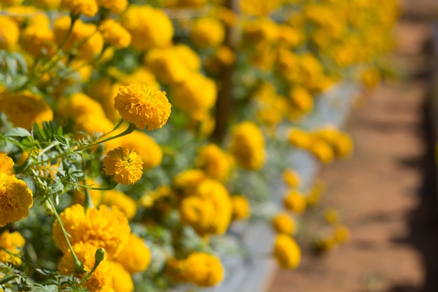 Marigold flower in the garden Thailand.