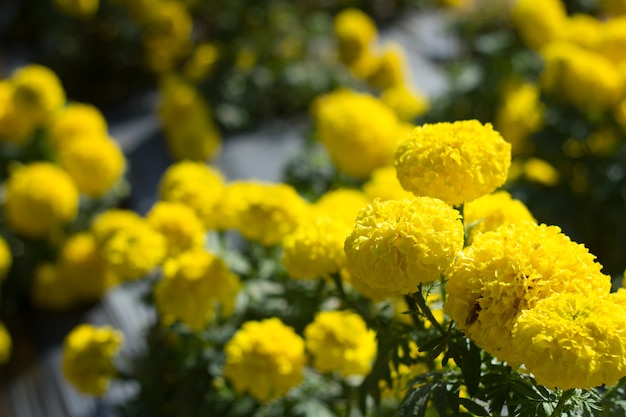 Marigold flower in the garden Thailand.