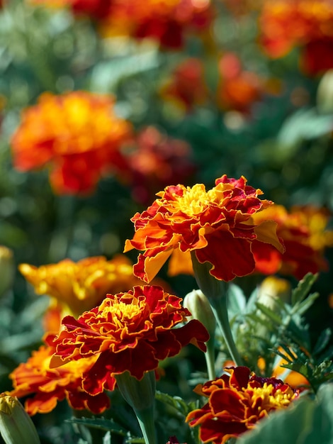 マリーゴールドの庭の花