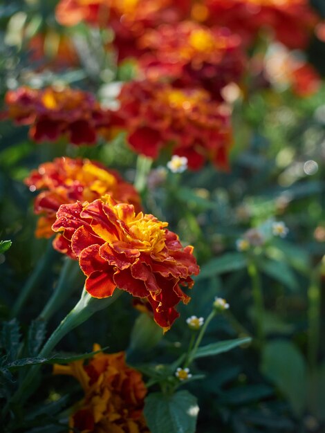 マリーゴールドの庭の花