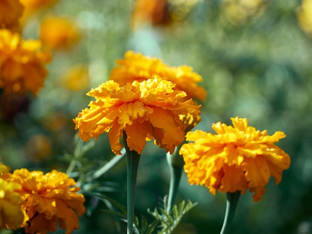 マリーゴールドの庭の花