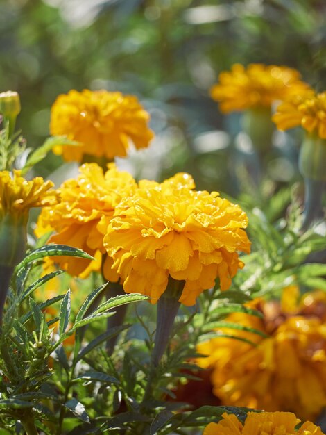 マリーゴールドの庭の花