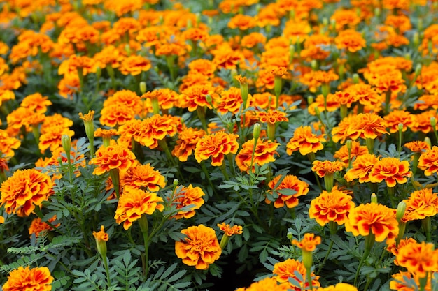 Marigold flower in the garden