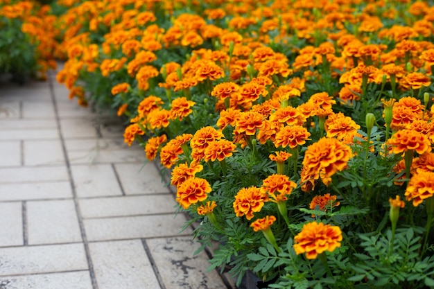 Marigold flower in the garden