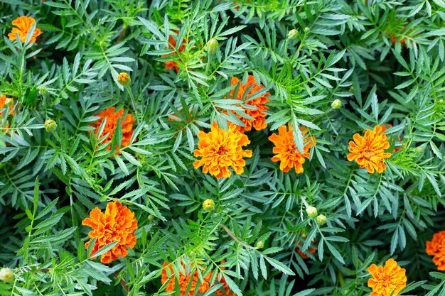 Marigold flower in garden