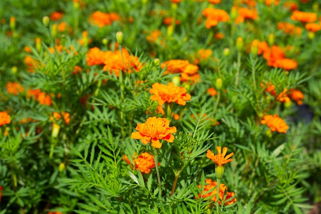 マリーゴールドの庭の花