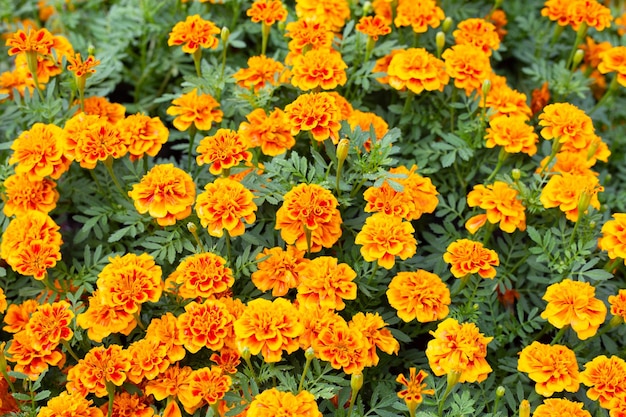 Marigold flower in the garden