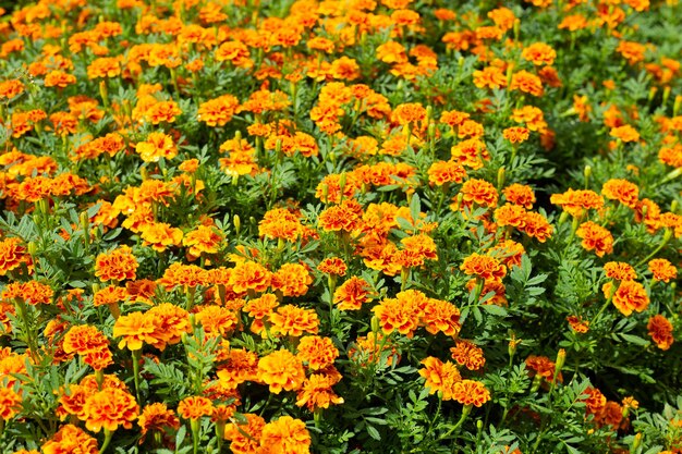 Photo marigold flower in the garden