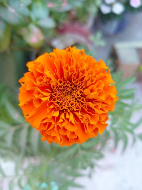 Foto immagine di fiore di calendula