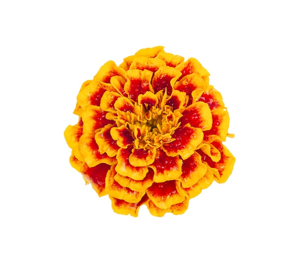 Photo marigold flower isolated on white