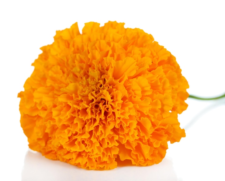 Photo marigold flower isolated on white