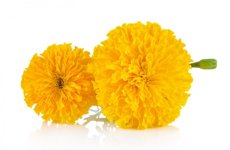 Photo marigold flower isolated