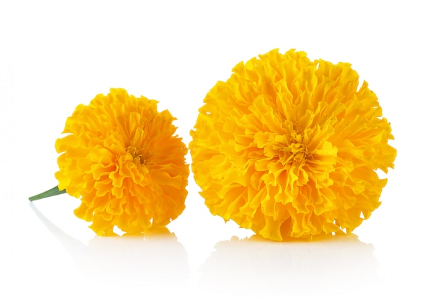 marigold flower isolated