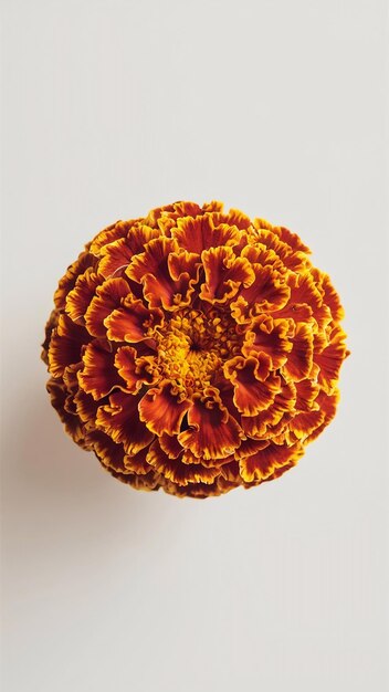 Photo marigold flower isolated