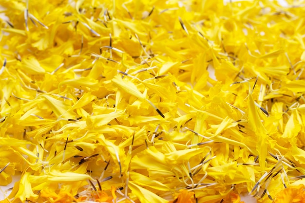 Marigold flower petals on white background