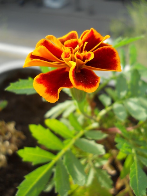 Marigold flower photography