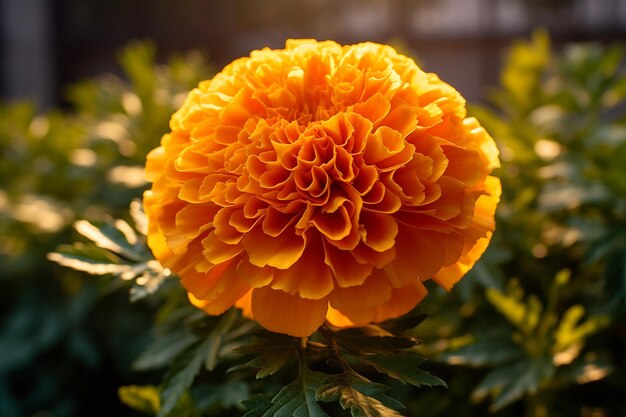 Photo marigold flower radiance a sunlit glow