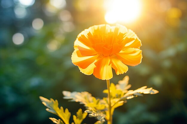 마리골드 꽃 의 반이는 빛 의 빛