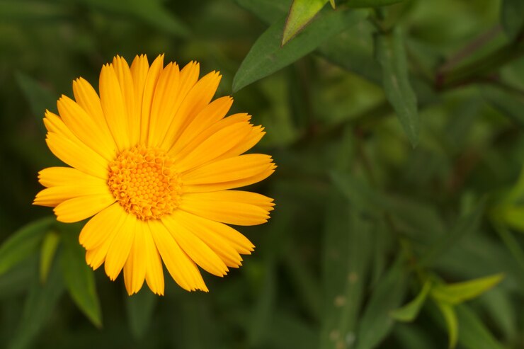 日光の下でマリーゴールドの花。ぼやけた緑の自然の背景と夏に咲く黄色のキンセンカ。浅い被写界深度。