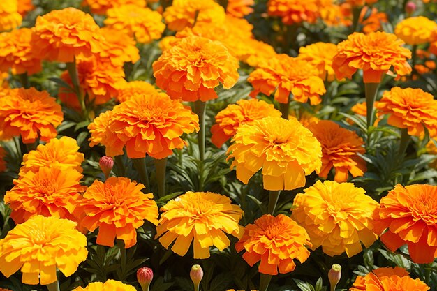 Foto sinfonia di fiori di marigold natura danza armoniosa