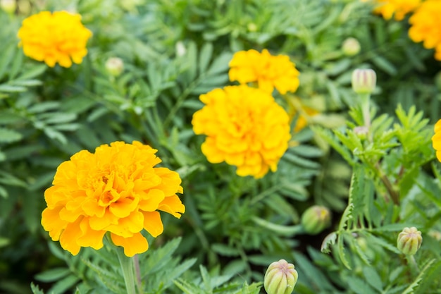 Marigold flower, Thailand