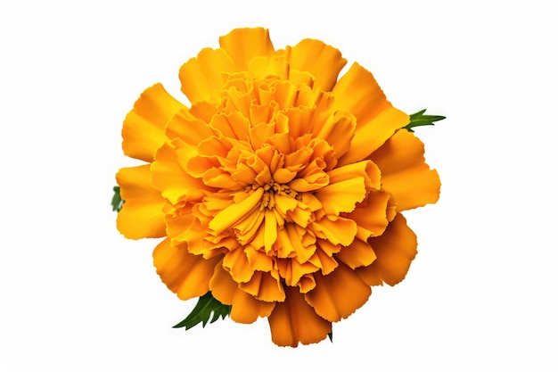 Marigold flower tropical garden nature on white background