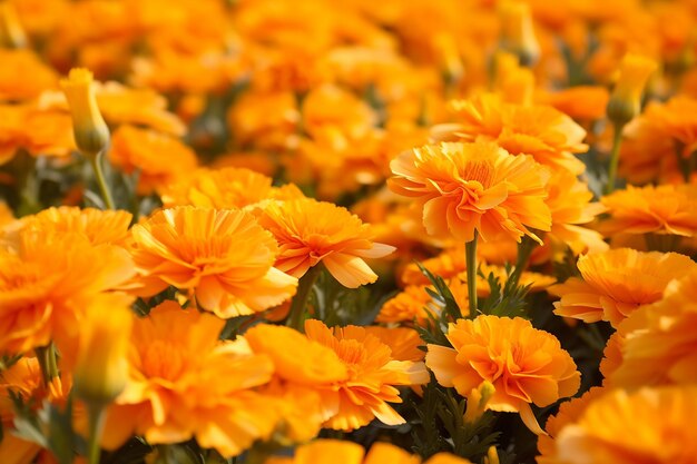 Photo marigold flower waltz dance of sunlit petals