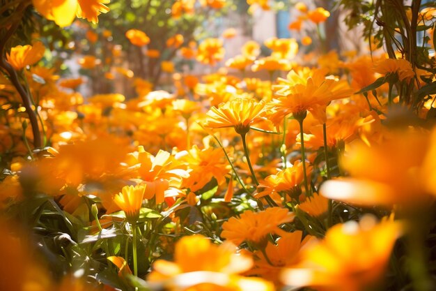 Marigold Flower Waltz Dance of Sunlit Petals