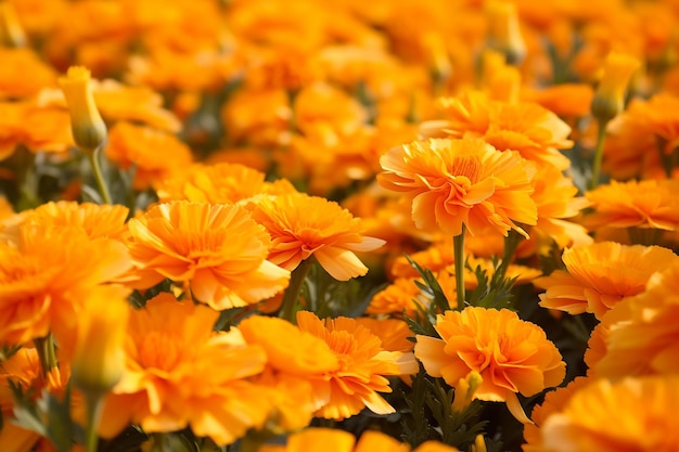 Marigold Flower Waltz Dans van Zonneblazen