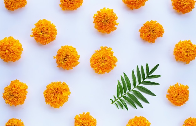 Marigold flower on white background.