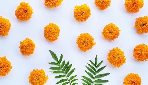 Marigold flower on white