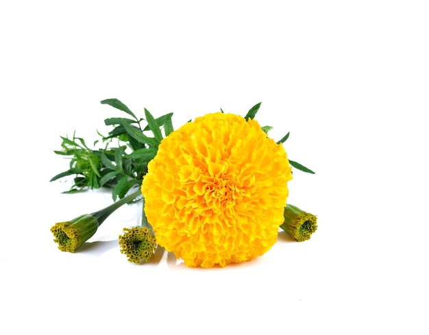 Marigold flower on white