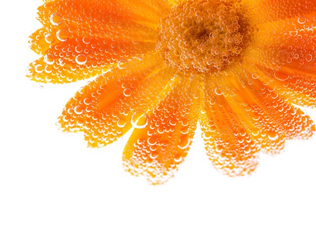 Marigold flower with bubbles water isolated on white background