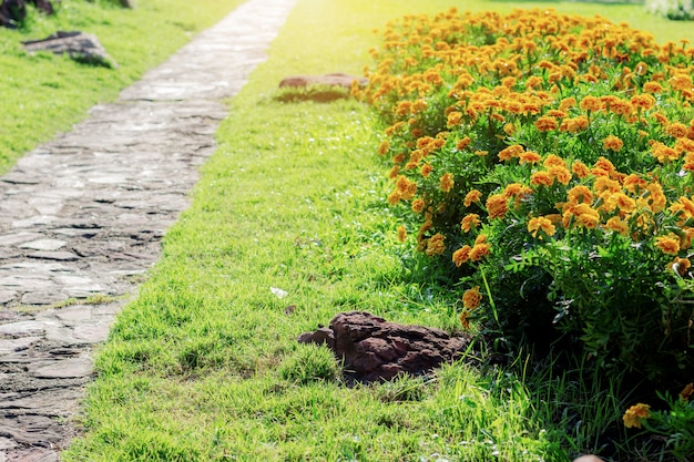 日の出とマリーゴールドの花。