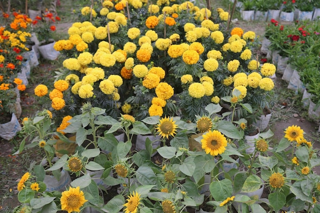 Photo marigold flower