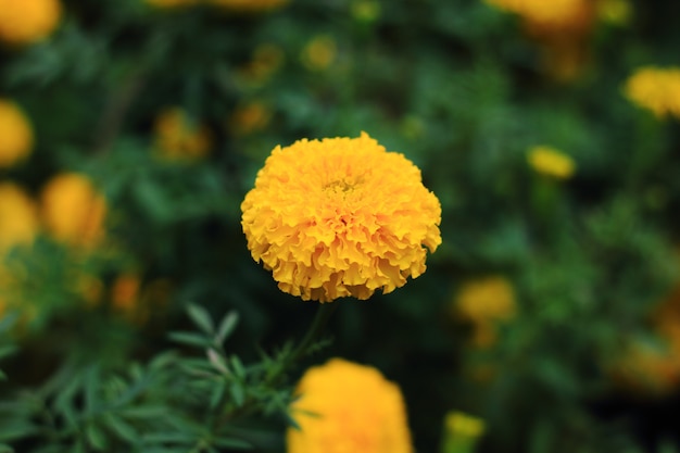 Photo marigold  flower