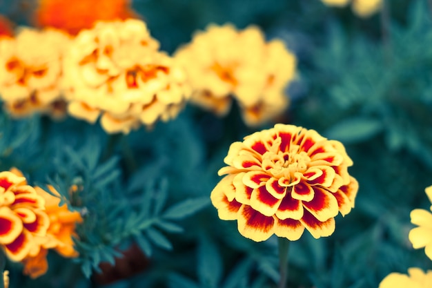 marigold flower