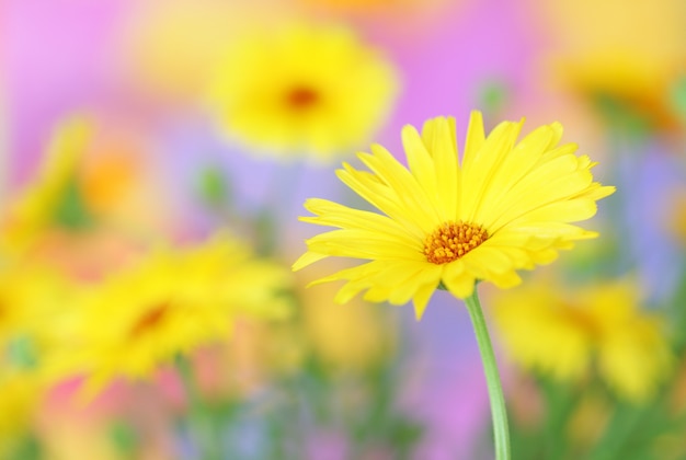 Marigold flower