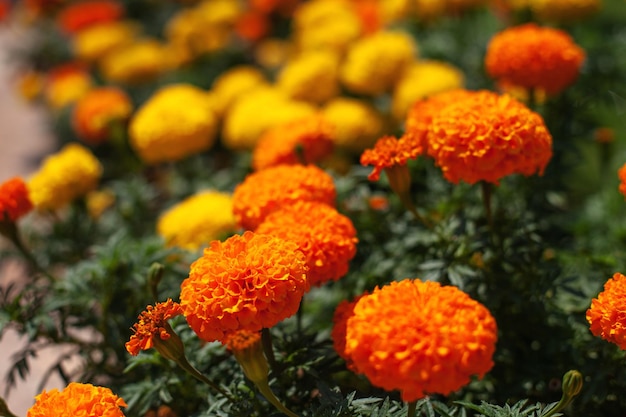 Marigold flowers are orange and yellow natural background