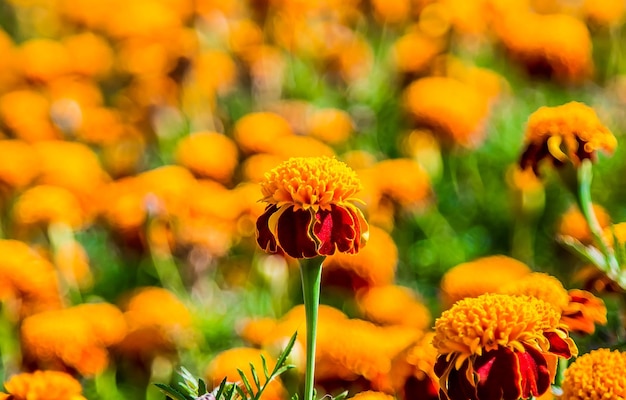 景色 の 背景 と し て の マリゴールド の 花