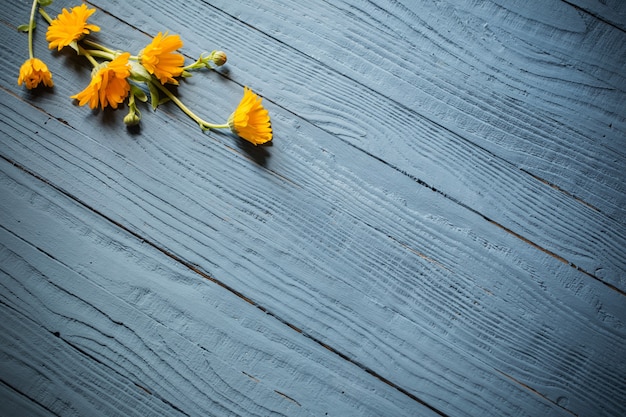 青い木製の背景にマリーゴールドの花