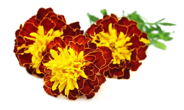 Marigold flowers close up