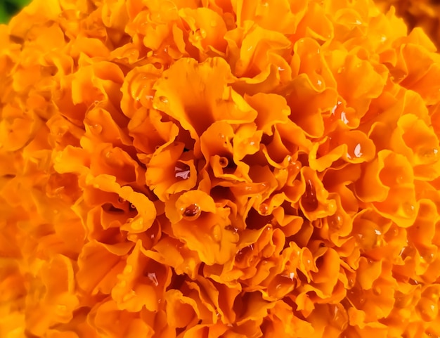 Marigold flowers closeup view. marco.