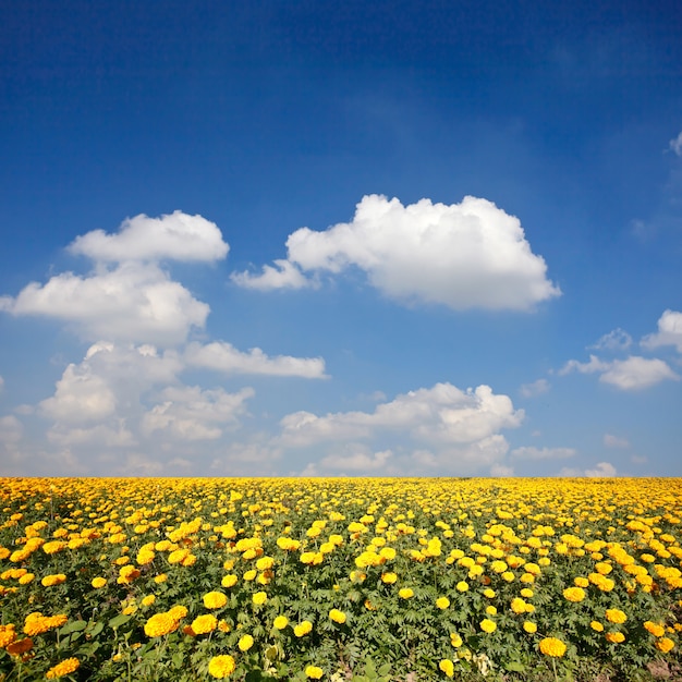 Marigold flowers in the farm.