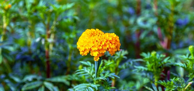 太陽のない畑のマリーゴールドの花 マリーゴールドの花が咲く農地