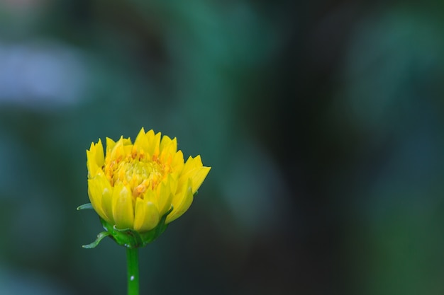 マリーゴールドの花畑