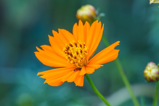 Marigold  flowers field