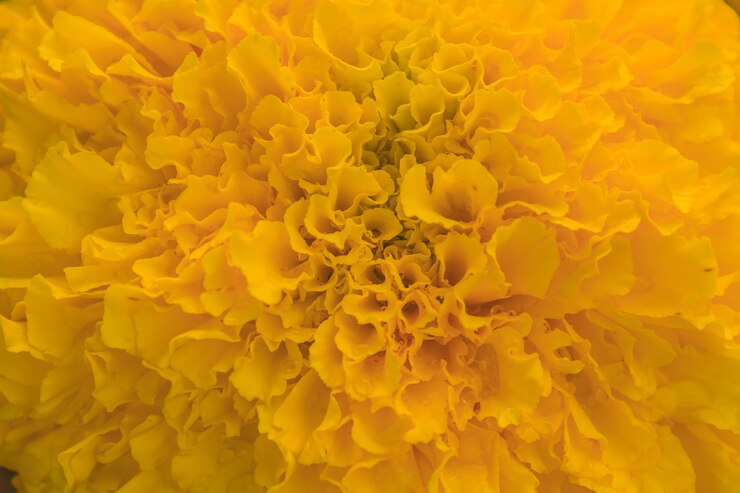 Photo マリーゴールドの花畑