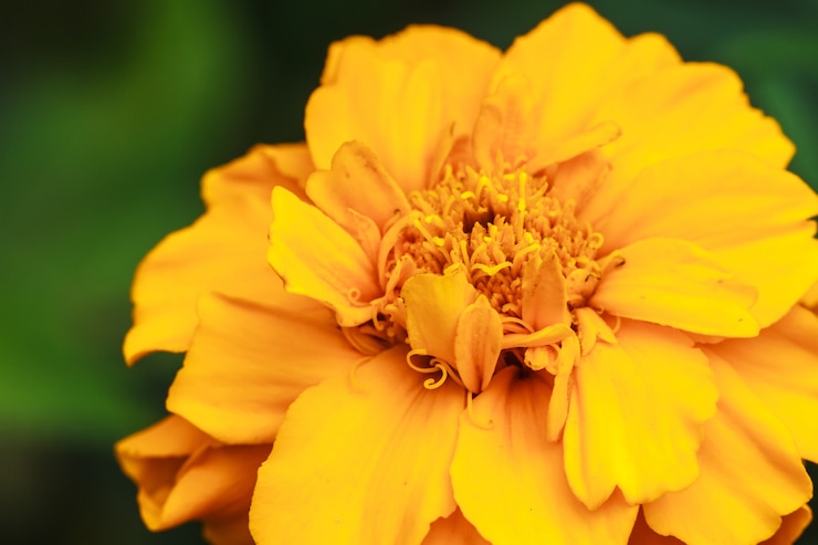 Photo マリーゴールドの花畑
